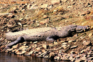 pre-wedding photo shoot in jim corbett national park